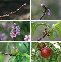 The development sequence of a typical drupe, the nectarine